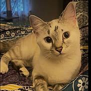 Zoey is registered to the contest to win money with this photo: cat, animal, pet, indoor, bed, blanket, patterned_blanket, fur, whiskers, ears, eyes, paws, relaxed, cute, mammal, feline, lying_down, domestic_cat, resting, curious