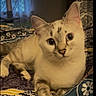 cat, animal, pet, indoor, bed, blanket, patterned_blanket, fur, whiskers, ears, eyes, paws, relaxed, cute, mammal, feline, lying_down, domestic_cat, resting, curious