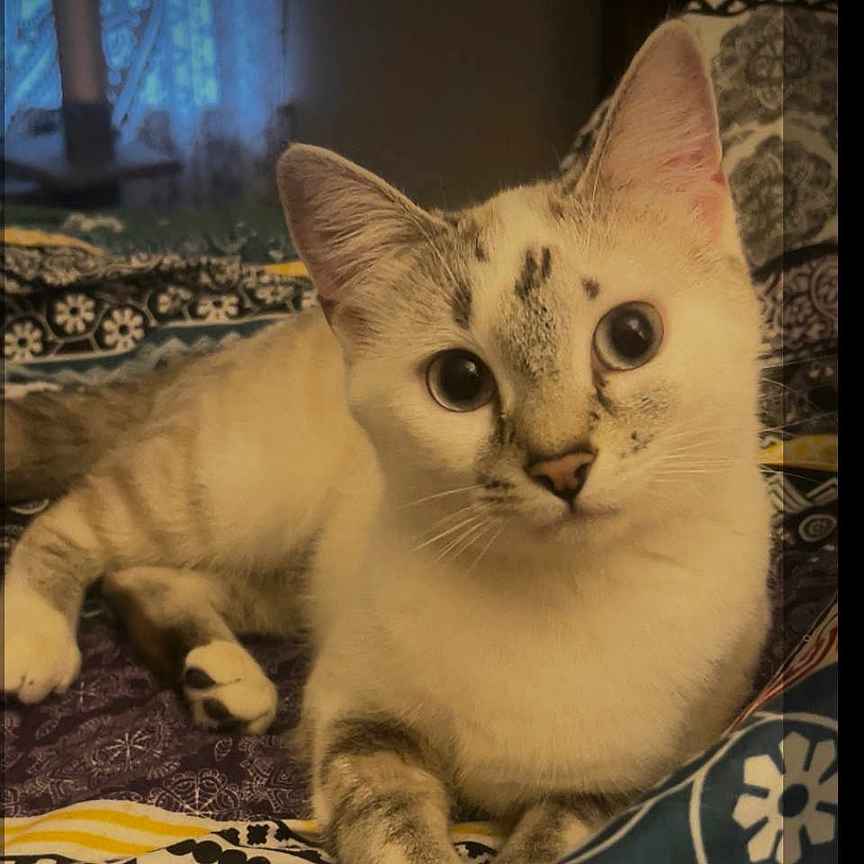 Zoey is registered to the contest to win money with this photo: cat, animal, pet, indoor, bed, blanket, patterned_blanket, fur, whiskers, ears, eyes, paws, relaxed, cute, mammal, feline, lying_down, domestic_cat, resting, curious