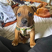 Zeus joined the competition — help win amazing prizes! dog, puppy, brown_puppy, camo_harness, harness, blanket, bed, bedding, paws, big_eyes, face, nose, sitting, indoors, cozy, portrait, close_up, looking_at_camera, human_legs, cute