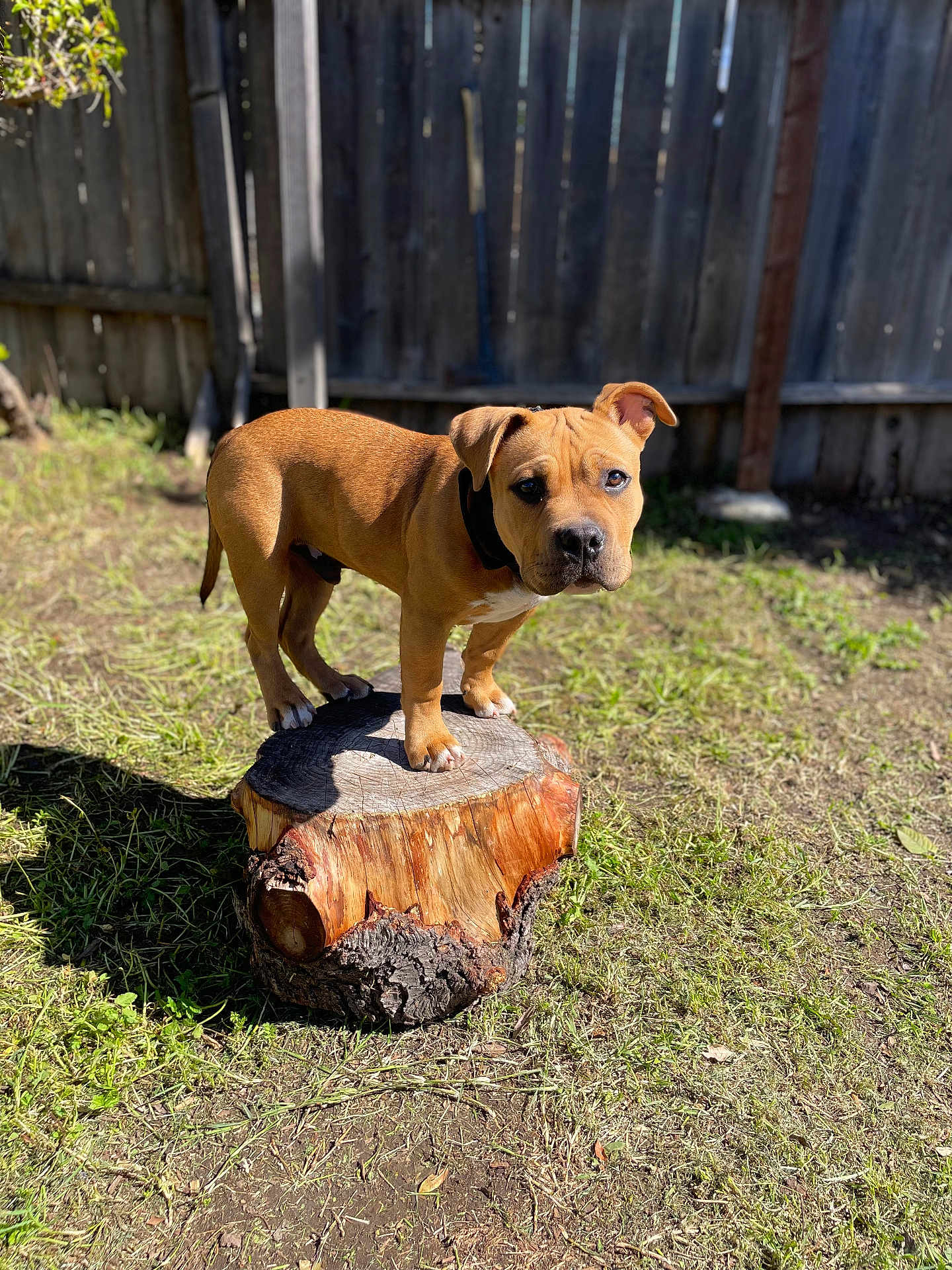 Zeus is registered to the contest to win money with this photo: dog, puppy, brown_dog, tree_stump, stump, backyard, grass, wooden_fence, sunlit, shadow, portrait, standing, paws, collar, pet, domestic_animal, curious, alert, outdoor, dirt