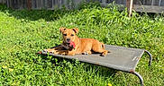 Zeus joined the competition — help win amazing prizes! alert, backyard, brown_dog, canine, cot, dog, elevated_bed, fence, grass, greenery, outdoor, pet, playful, puppy, reclining, relaxed, short_hair, summer, sunshine, tongue_out