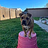 Zeus is registered to the contest to win money with this photo: backyard, ball, blue_sky, bokeh, collar, dog, fence, grass, lawn, looking_at_camera, outdoor_furniture, paws, pet, pink_bucket, portrait, residential_area, shallow_depth_of_field, sidewalk, standing, sunny