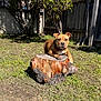 dog, puppy, stump, backyard, grass, wooden_fence, tree, sunlight, shadow, collar, pet, brown_coat, sitting, portrait, outdoors, lawn, front_paw, playful, nature, cute