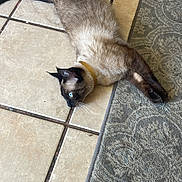 Smokey joined the competition — help win amazing prizes! cat, siamese_cat, blue_eyes, collar, lying_down, stretched_out, tile_floor, area_rug, whiskers, tail, paws, fur, indoor, pet, relaxed, home_interior, patterned_rug, ceramic_tile, groomed, portrait