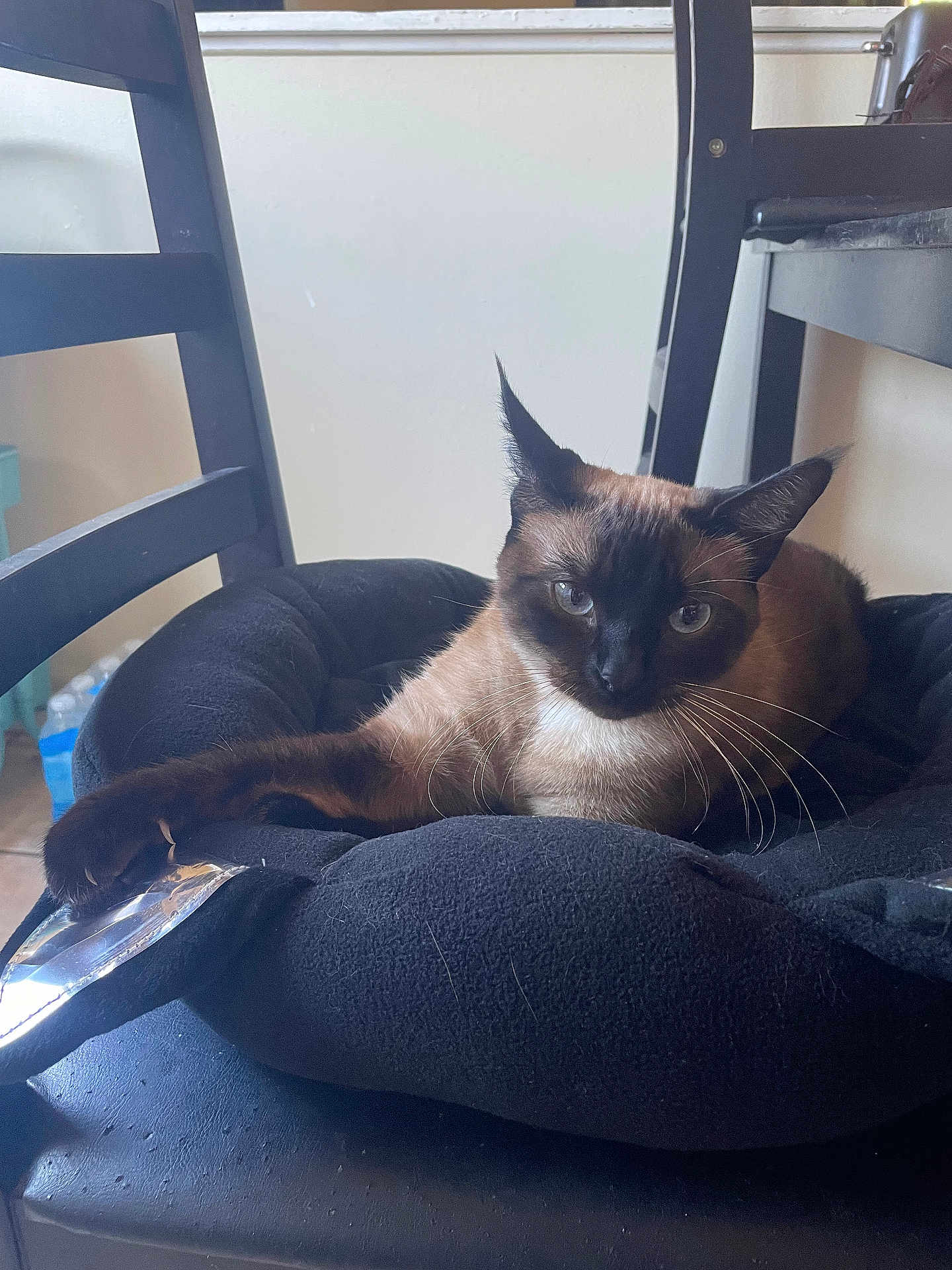 Smokey joined the competition — help win amazing prizes! cat, siamese_cat, pet, whiskers, paw, cat_bed, chair, indoor, furniture, black_fabric, staring, blue_eyes, ears, fur, relaxed, close_up, water_bottle, floor_tiles, cozy, household_item