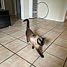 baseboard_heater, beige_tiles, blue_eyes, cat, centered_subject, curious_expression, doorway, hula_hoop, indoor, living_room, motion_blur, pet, shadow, short_fur, siamese_cat, tail_up, tile_grout, tiled_floor, tv_stand, walking