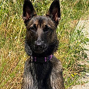 Loka a rejoint le concours — aidez-le/la à gagner de superbes lots ! dog, german_shepherd, animal, outdoor, grass, nature, pet, collar, ears, fur, canine, alert, portrait, summer, sunlight, wild, field, muzzle, watchful, brown