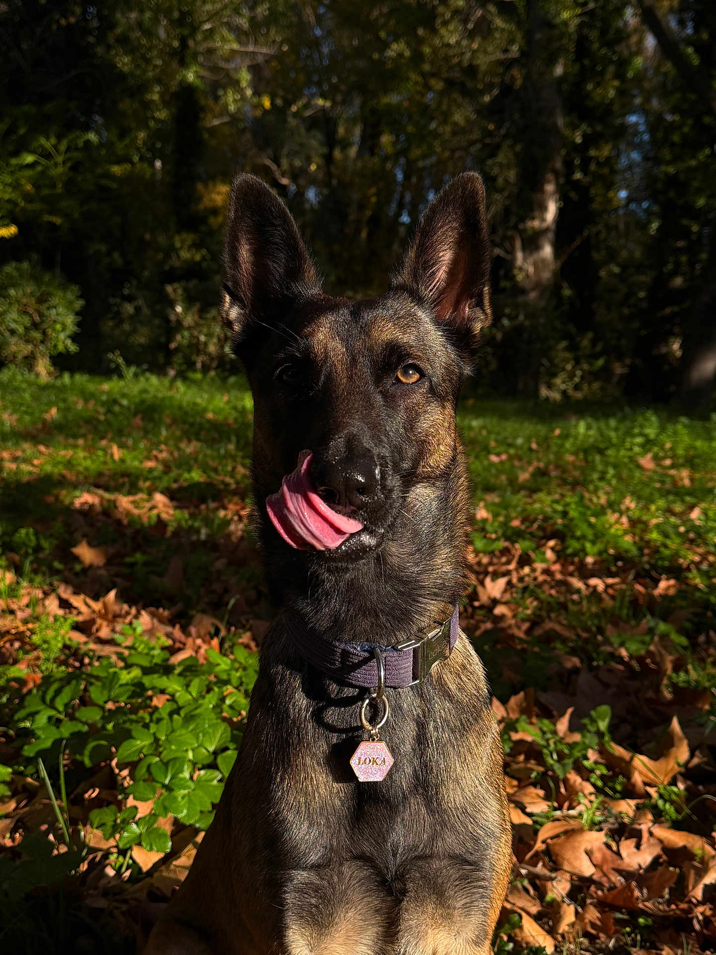 Loka a rejoint le concours — aidez-le/la à gagner de superbes lots ! dog, canine, pet, outdoor, forest, nature, sunlight, tongue, licking, collar, tag, leaves, greenery, autumn, animal, mammal, portrait, sitting, alert, brown