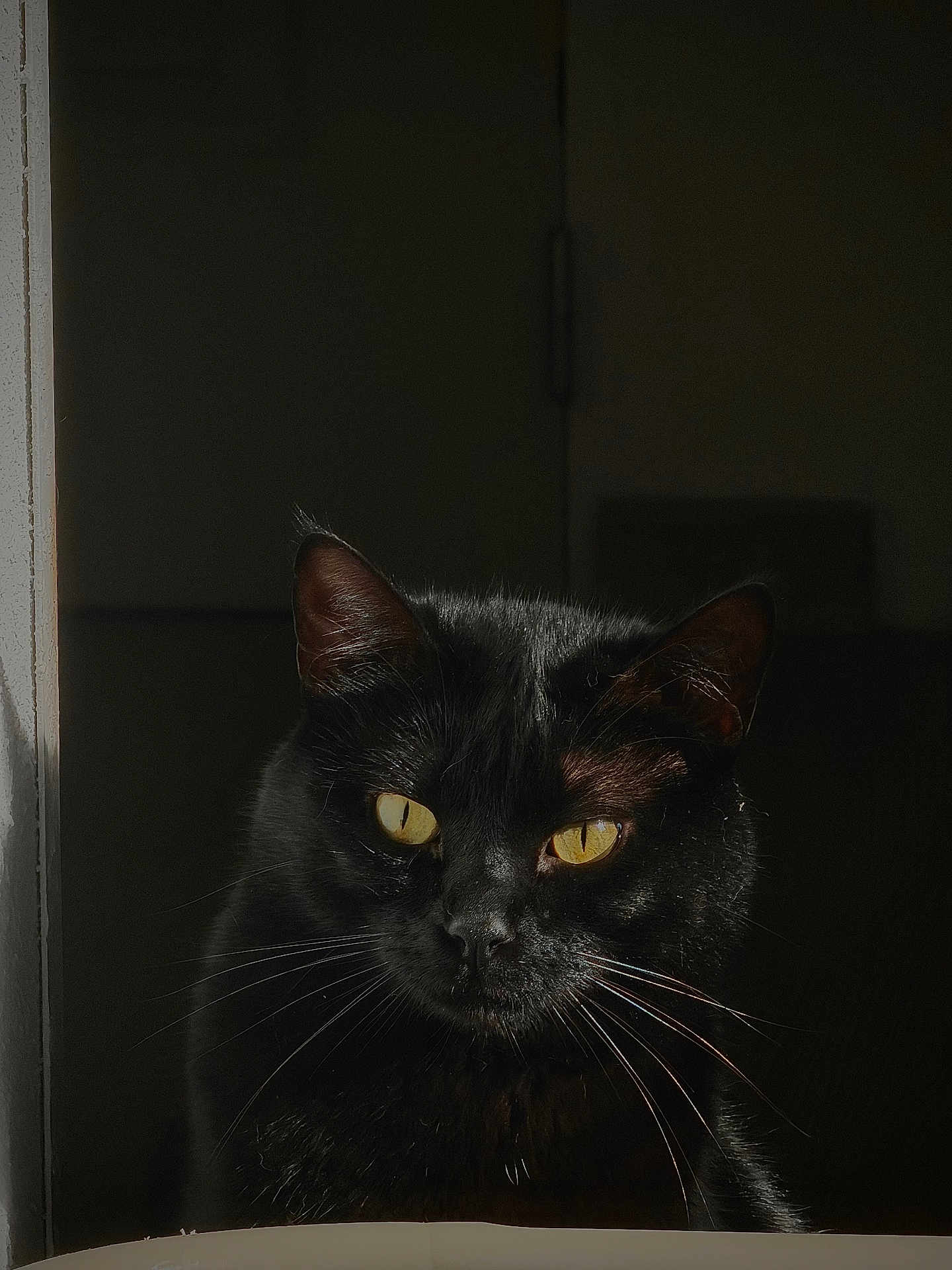 Onyx participe au concours pour gagner de l'argent avec cette photo : black_cat, cat, pet, animal, portrait, yellow_eyes, whiskers, dark_background, shadow, light, fur, closeup, face, indoor, mystery, cute, feline, alert, focused