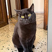 Onyx a rejoint le concours — aidez-le/la à gagner de superbes lots ! cat, black_cat, indoor, terrazzo_floor, yellow_eyes, sitting, pet, animal, curious, feline, doorway, wooden_door, floor_tiles, domestic_cat, closeup, portrait, whiskers, fur, home, alert