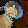 animal, cat, closeup, collar, cone, domestic_cat, ears, expression, eyes, feline, floor, fur, healing, house, indoor, injury, orange_cat, pet, whiskers, wooden_floor