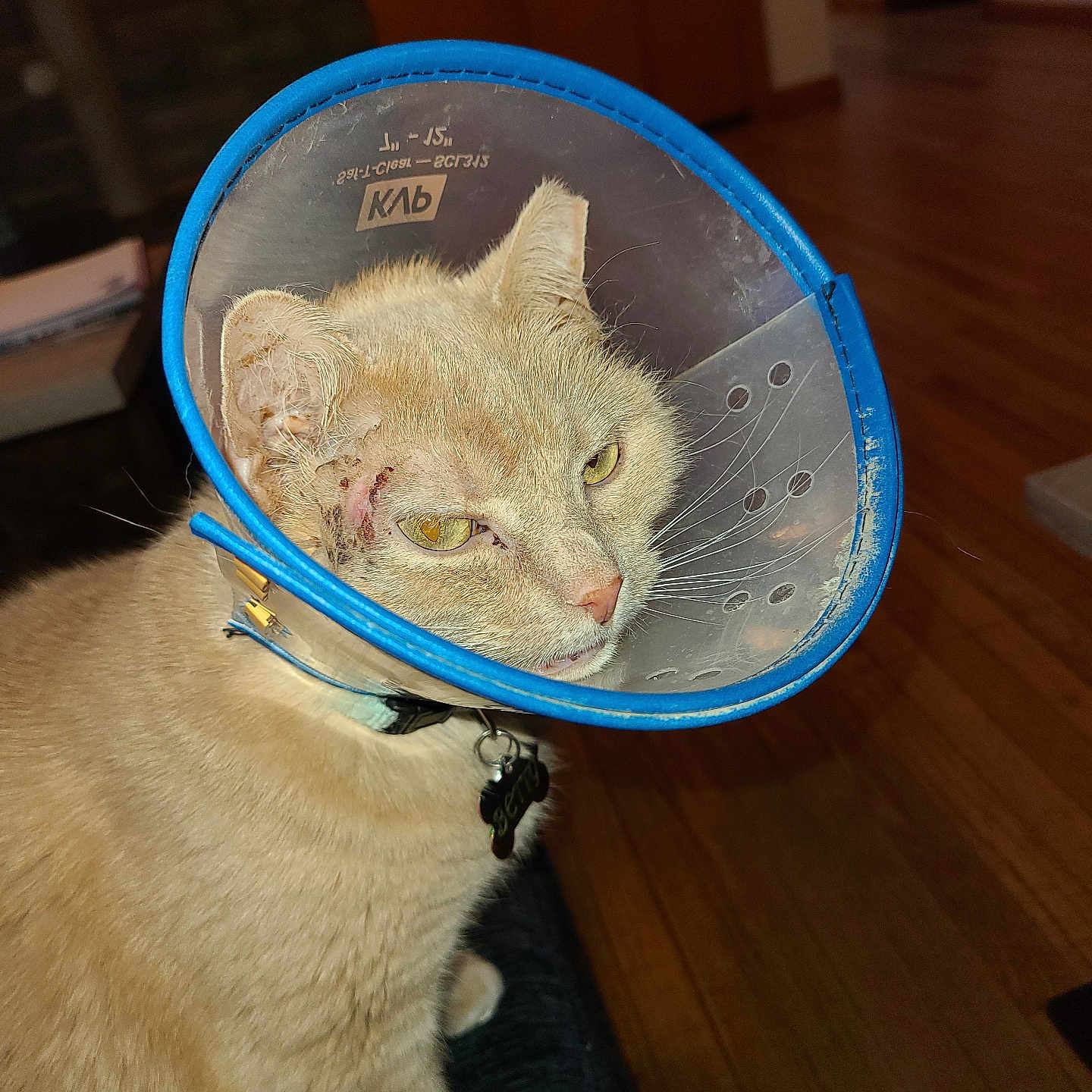 Betty is registered to the contest to win money with this photo: cat, cone, injury, pet, indoor, wooden_floor, feline, animal, healing, collar, closeup, orange_cat, domestic_cat, whiskers, ears, eyes, fur, expression, house, floor