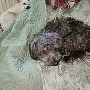 Romeo joined the competition — help win amazing prizes! dog, pet, bed, blanket, quilt, floral_pattern, sleeping, curly_fur, white_dog, black_dog, cozy, indoor, resting, animal, fur, cute, relaxation, snuggle, nap, domestic