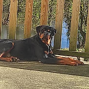 Aiko a rejoint le concours — aidez-le/la à gagner de superbes lots ! animal, backyard, calm, canine, daylight, dog, greenery, looking, mammal, nature, outdoor, patio, pet, relaxed, resting, rottweiler, summer, sunlight, water, wooden_railing