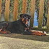 animal, backyard, calm, canine, daylight, dog, greenery, looking, mammal, nature, outdoor, patio, pet, relaxed, resting, rottweiler, summer, sunlight, water, wooden_railing