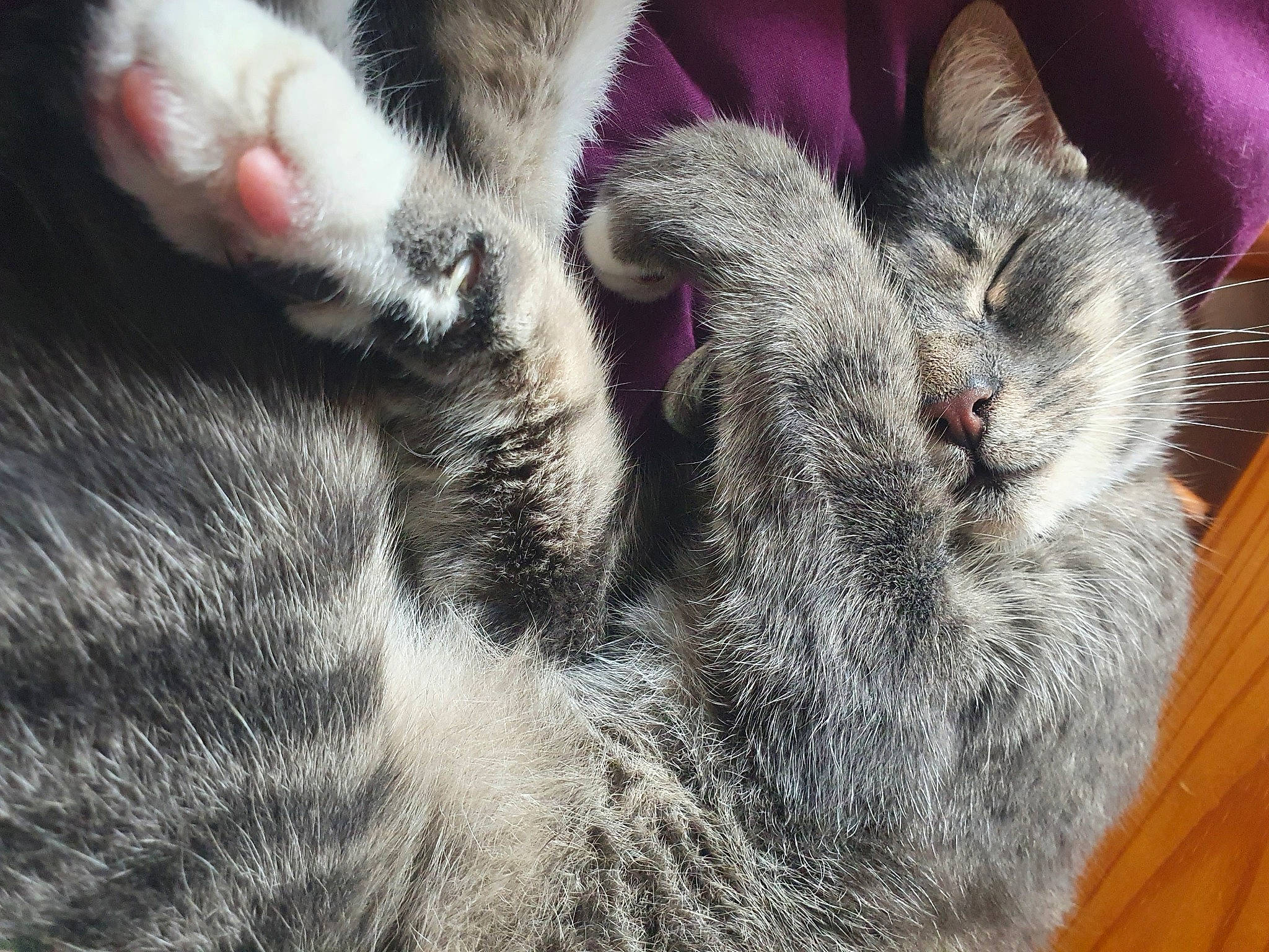 Monty is registered to the contest to win money with this photo: carnivore, cat, claw, close_up, domestic_short_haired_cat, felidae, fur, grey, nap, paw, sleep, small_to_medium_sized_cats, snout, tail, terrestrial_animal, whiskers