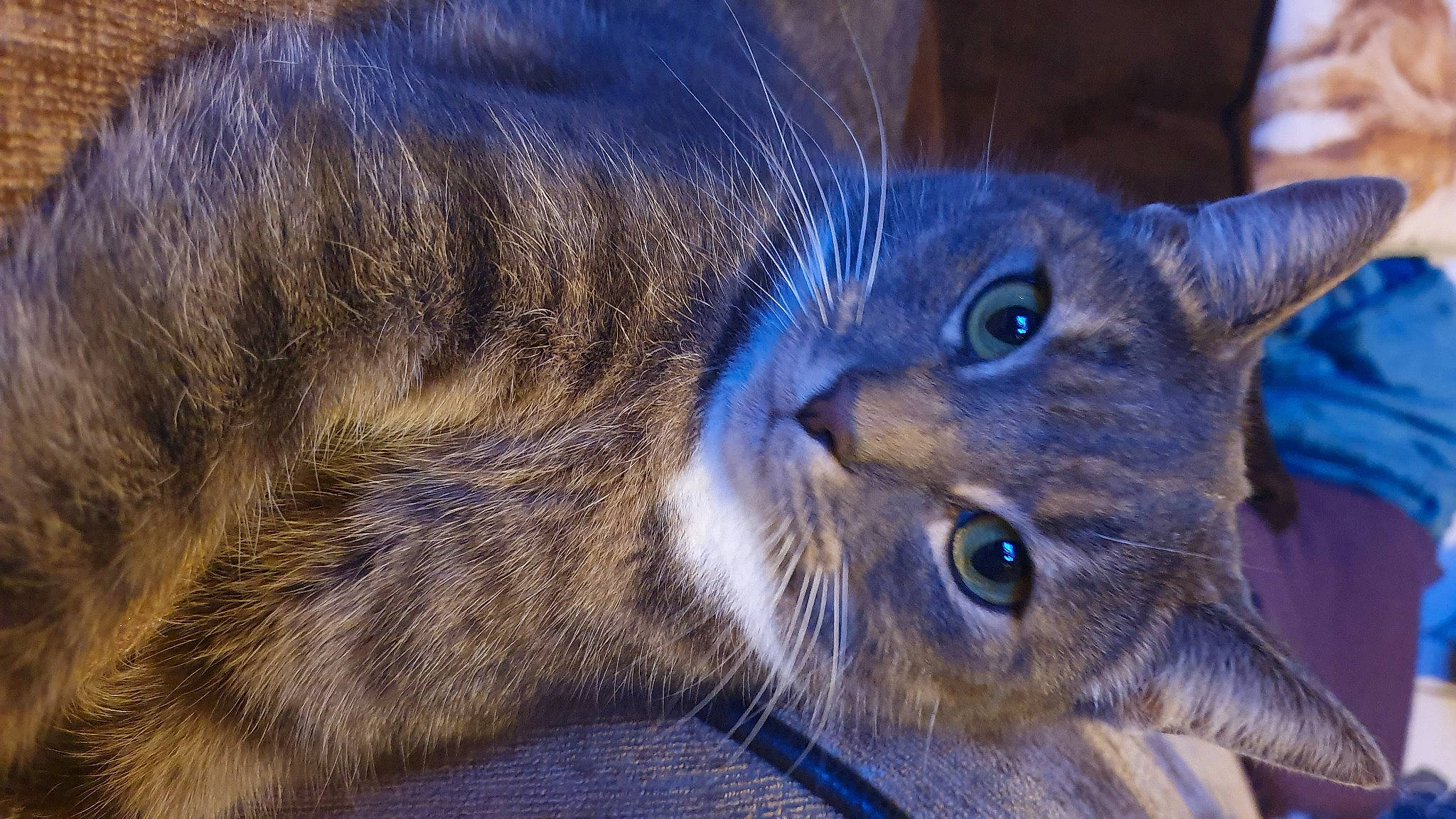 Monty is registered to the contest to win money with this photo: carnivore, cat, claw, domestic_short_haired_cat, ear, electric_blue, eye, felidae, fur, iris, small_to_medium_sized_cats, snout, terrestrial_animal, whiskers, wildlife