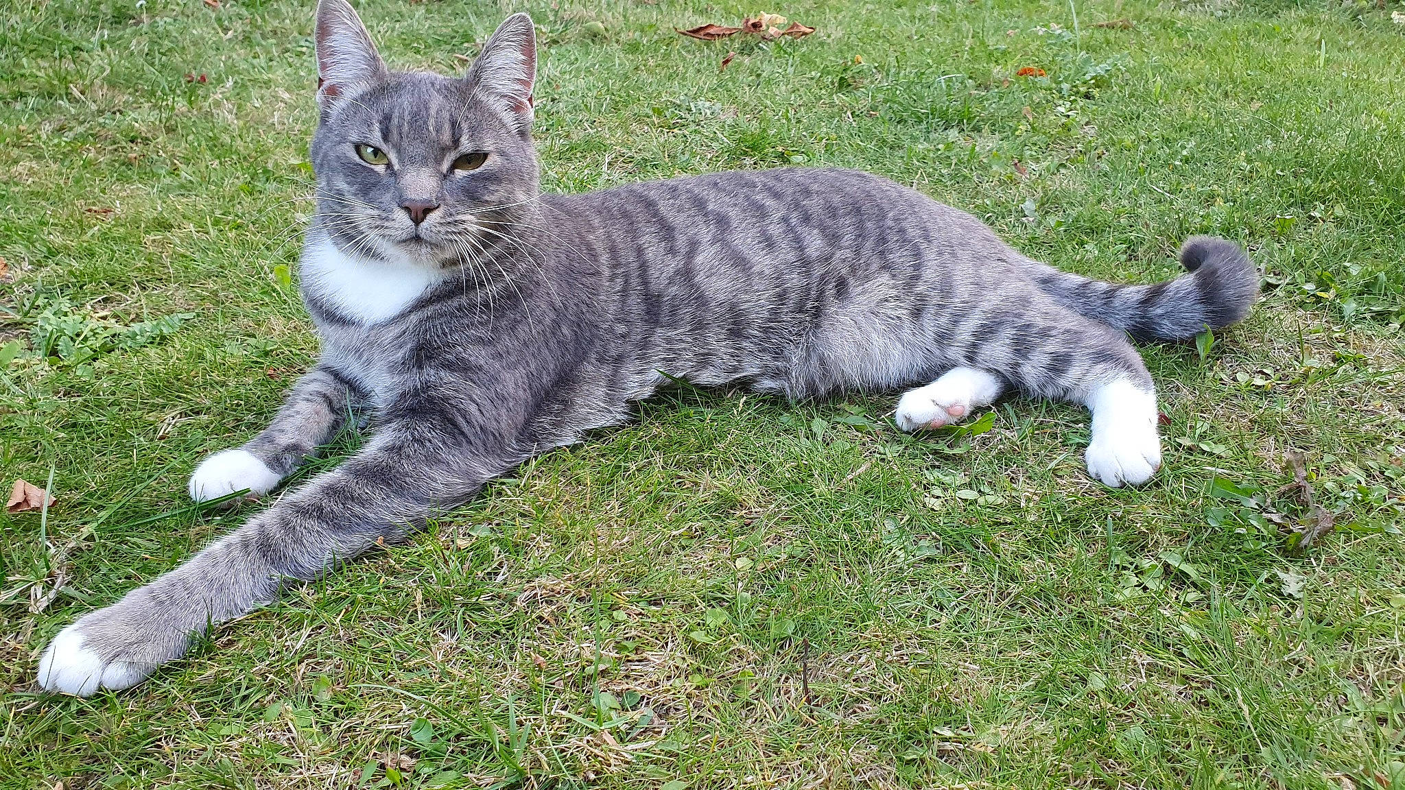 Monty joined the competition — help win amazing prizes! carnivore, cat, claw, domestic_short_haired_cat, felidae, fur, grass, grassland, groundcover, paw, plant, small_to_medium_sized_cats, snout, tail, terrestrial_animal, tree, whiskers, wildlife