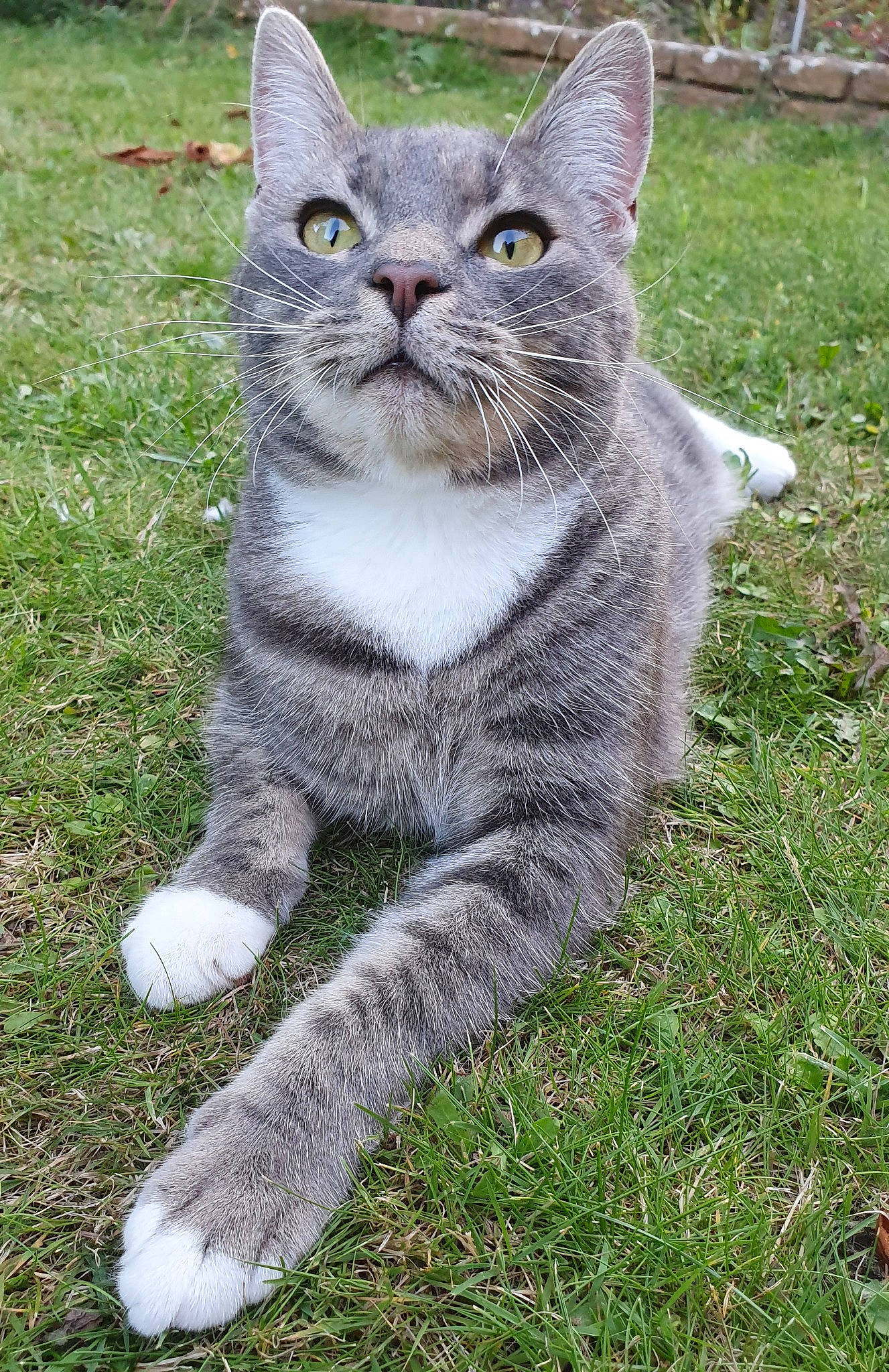 Monty is registered to the contest to win money with this photo: carnivore, cat, domestic_short_haired_cat, felidae, fur, grass, groundcover, lynx, paw, plant, sitting, small_to_medium_sized_cats, snout, tail, terrestrial_animal, tree, whiskers, wildlife