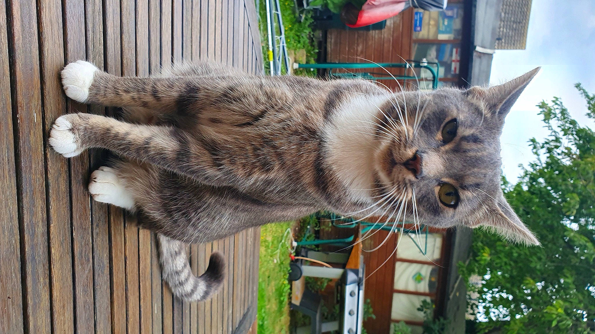 Monty joined the competition — help win amazing prizes! carnivore, cat, claw, domestic_short_haired_cat, felidae, fur, lynx, plant, sky, small_to_medium_sized_cats, snout, tail, terrestrial_animal, tree, whiskers, wildlife, window, wood, zoo