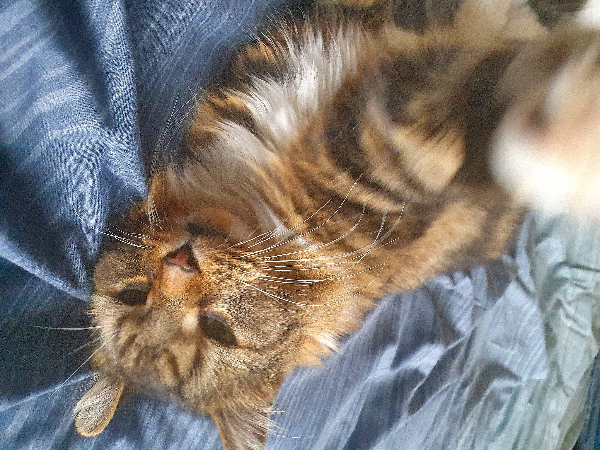 Little'N is registered to the contest to win money with this photo: carnivore, cat, claw, comfort, domestic_short_haired_cat, eye, fawn, felidae, fur, hair, nap, paw, sleep, small_to_medium_sized_cats, snout, tail, terrestrial_animal, whiskers, wildlife, wood