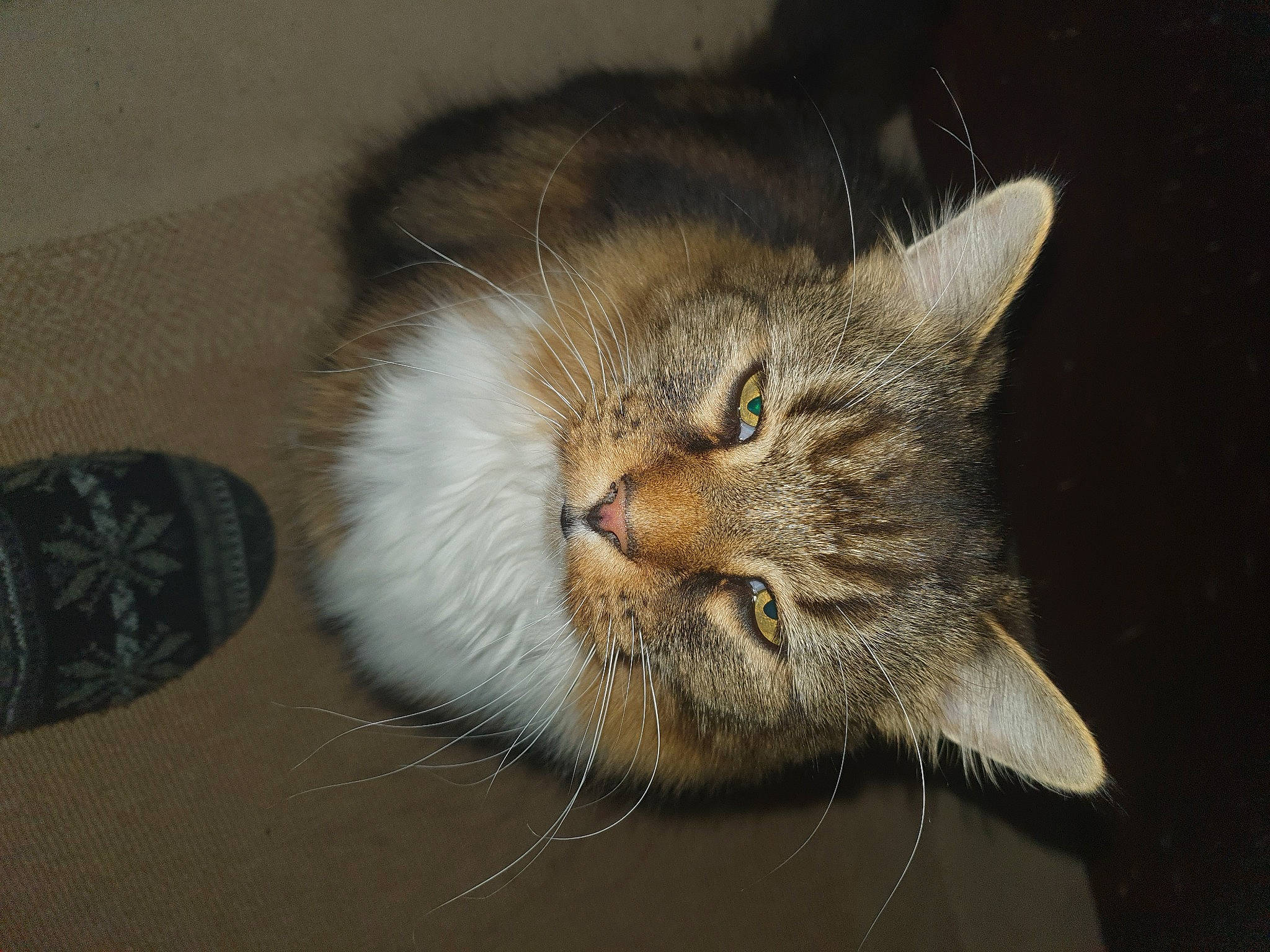 Little'N joined the competition — help win amazing prizes! carnivore, cat, claw, domestic_short_haired_cat, eye, fawn, felidae, fur, head, paw, siberian, small_to_medium_sized_cats, snout, tail, terrestrial_animal, whiskers, wildlife