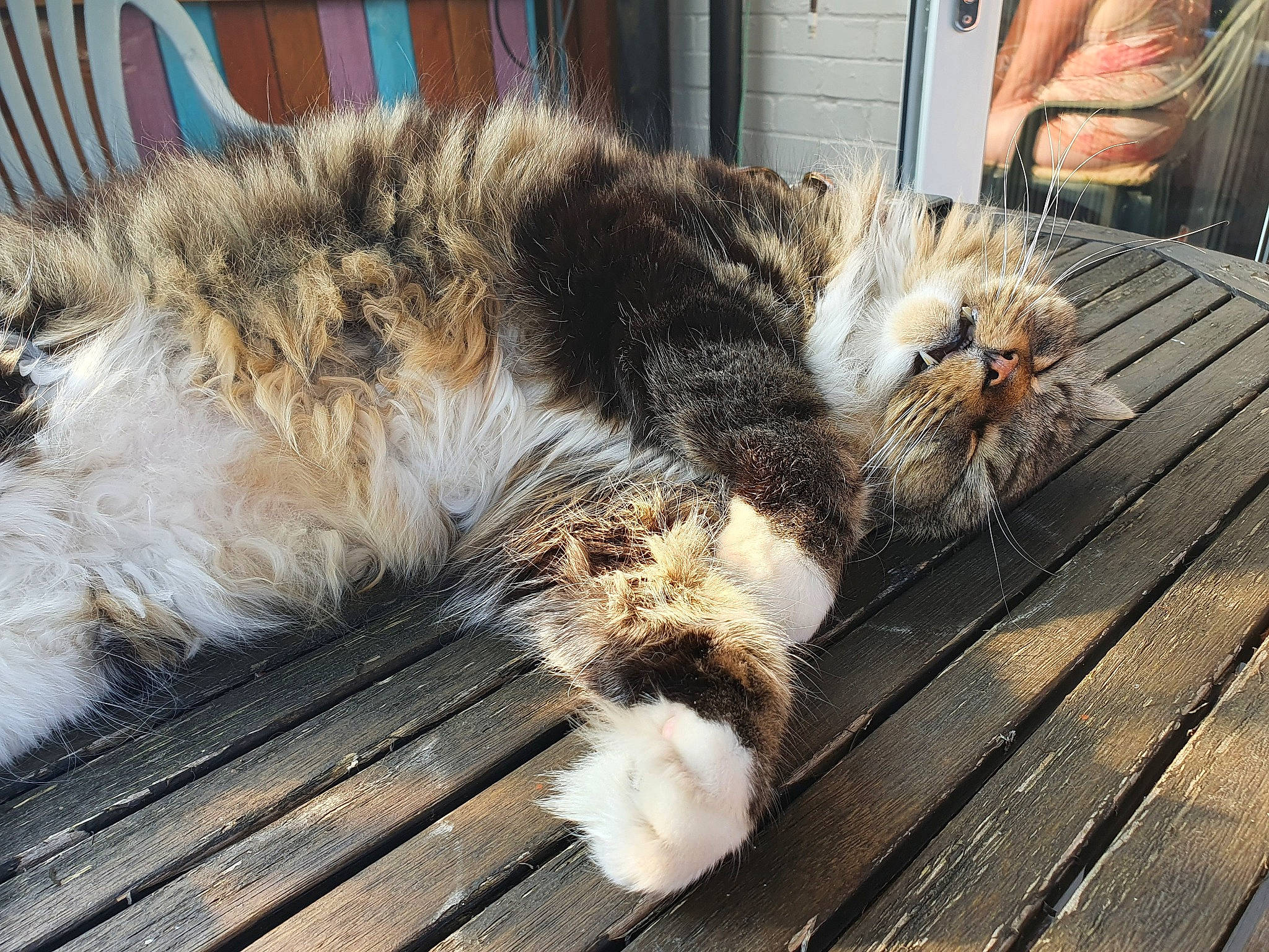 Little'N is registered to the contest to win money with this photo: carnivore, cat, claw, comfort, domestic_short_haired_cat, felidae, flooring, fur, nap, paw, sleep, small_to_medium_sized_cats, snout, tail, terrestrial_animal, whiskers, wood