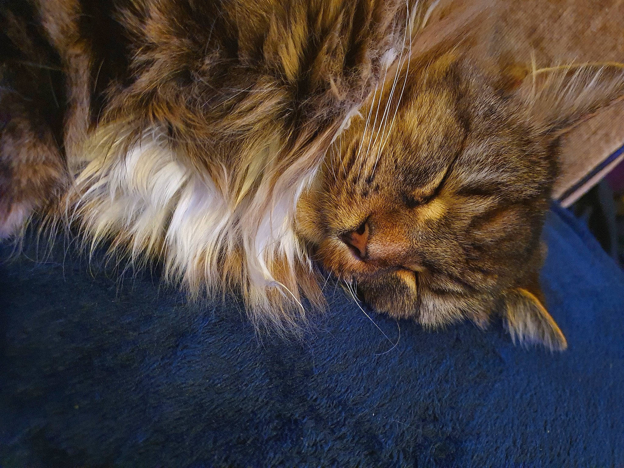 Little'N joined the competition — help win amazing prizes! carnivore, cat, claw, comfort, domestic_short_haired_cat, felidae, fur, grass, nap, paw, sleep, small_to_medium_sized_cats, snout, tail, terrestrial_animal, whiskers