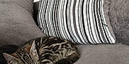 Kallie is registered to the contest to win money with this photo: animal, architecture, building, cat, couch, cushion, furniture, homedecor, indoors, kitten, linen, livingroom, pet, pillow, room