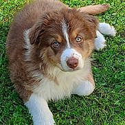 Alba participe au concours pour gagner de l'argent avec cette photo : puppy, dog, grass, outdoor, cute, fluffy, animal, pet, brown, white, laying, young, fur, eyes, nature, adorable, canine, grass_field, daylight, closeup
