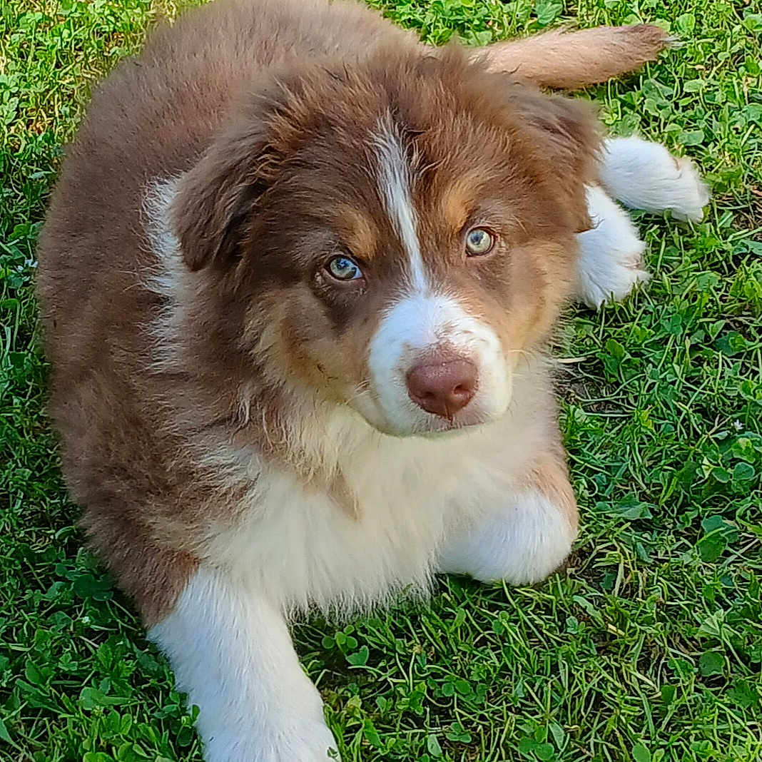 Alba participe au concours pour gagner de l'argent avec cette photo : adorable, animal, brown, canine, closeup, cute, daylight, dog, eyes, fluffy, fur, grass, grass_field, laying, nature, outdoor, pet, puppy, white, young