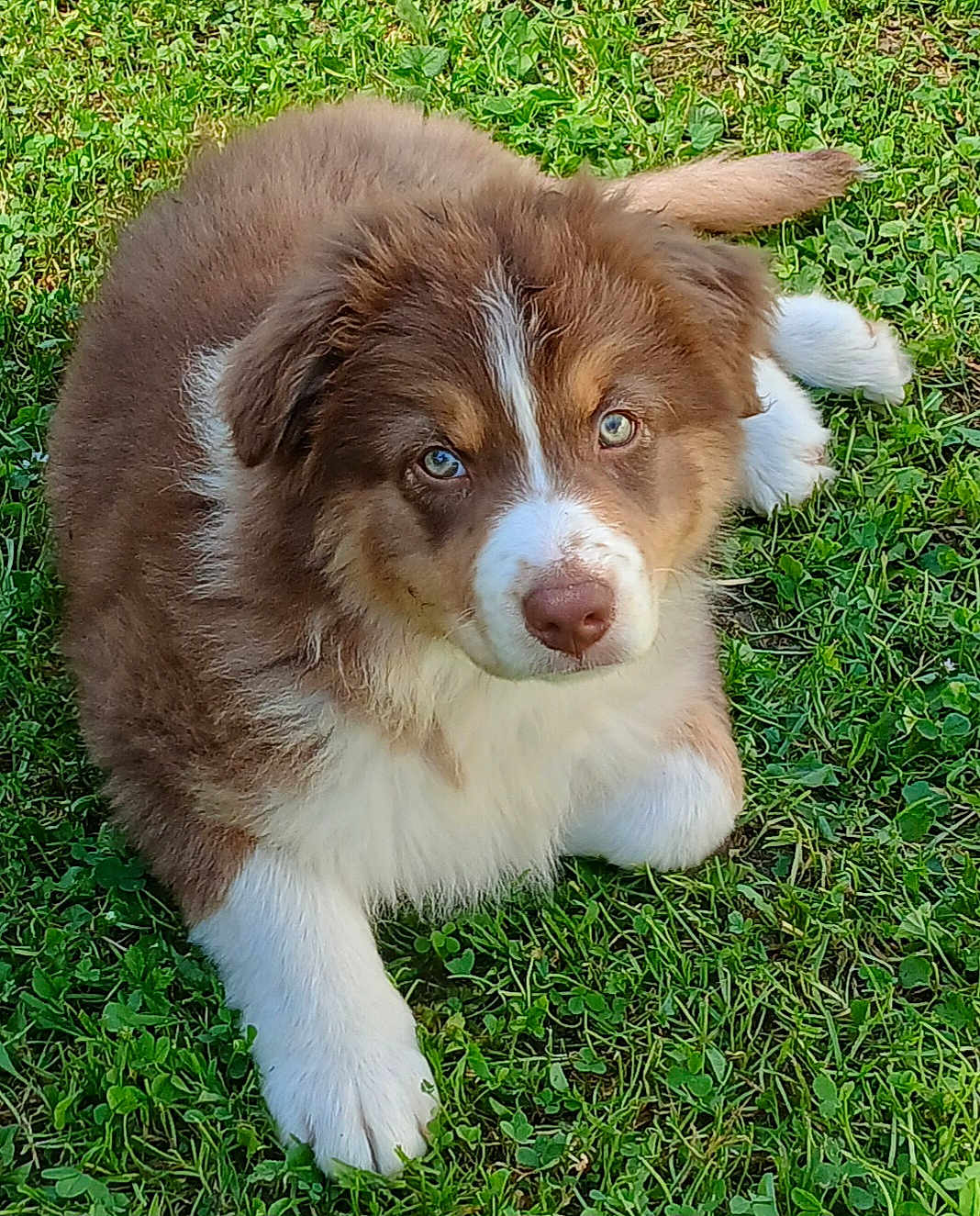 Alba participe au concours pour gagner de l'argent avec cette photo : puppy, dog, grass, outdoor, cute, fluffy, animal, pet, brown, white, laying, young, fur, eyes, nature, adorable, canine, grass_field, daylight, closeup