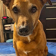 Pugsley joined the competition — help win amazing prizes! animal, bed, blanket, brown_dog, canine, close_up, curious, dog, domestic_animal, dresser, ears, eyes, fur, furniture, indoor, looking, pet, portrait, sitting, television