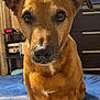 animal, bed, blanket, brown_dog, canine, close_up, curious, dog, domestic_animal, dresser, ears, eyes, fur, furniture, indoor, looking, pet, portrait, sitting, television