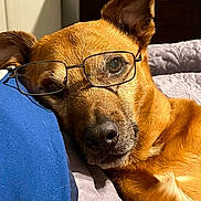 Pugsley is registered to the contest to win money with this photo: animal, brown_fur, close_up, companion, couch, cozy, dog, domestic, ear, fur_texture, glasses, head, indoors, pet, pillow, portrait, relaxed, resting, sleepy, snout