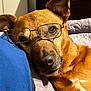 animal, brown_fur, close_up, companion, couch, cozy, dog, domestic, ear, fur_texture, glasses, head, indoors, pet, pillow, portrait, relaxed, resting, sleepy, snout