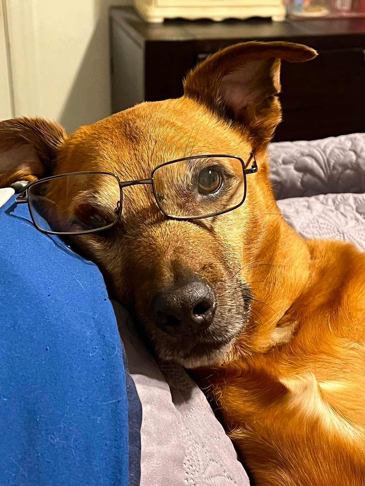 Pugsley is registered to the contest to win money with this photo: animal, brown_fur, close_up, companion, couch, cozy, dog, domestic, ear, fur_texture, glasses, head, indoors, pet, pillow, portrait, relaxed, resting, sleepy, snout