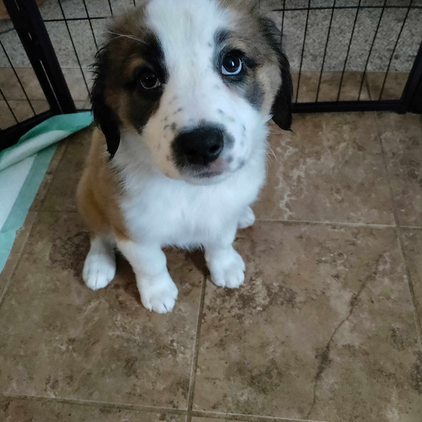 Nova is registered to the contest to win money with this photo: accessories, animal, architecture, building, canine, dog, flagstone, hound, husky, indoors, outdoors, path, person, pet, puppy, shelter, slate, strap, tile, walkway