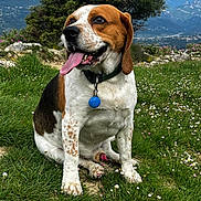 Roucky participe au concours pour gagner de l'argent avec cette photo : dog, beagle, animal, pet, sitting, grass, flowers, outdoor, nature, mountains, scenic, happy, tongue_out, collar, tag, brown, white, black, ears, landscape