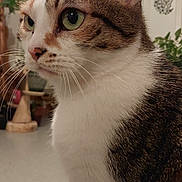 Cannelle a rejoint le concours — aidez-le/la à gagner de superbes lots ! animal, background, brown_fur, cat, close_up, curious, cute, domestic_cat, feline, fur, green_eyes, household, indoor, pet, plant, portrait, sitting, tabby, whiskers, white_fur