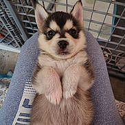 Loki is registered to the contest to win money with this photo: puppy, dog, husky, pet, fur, paws, face, eyes, ears, belly, cute, closeup, portrait, human_lap, fabric, crate, indoors, snout, soft_fur, tiny_paws