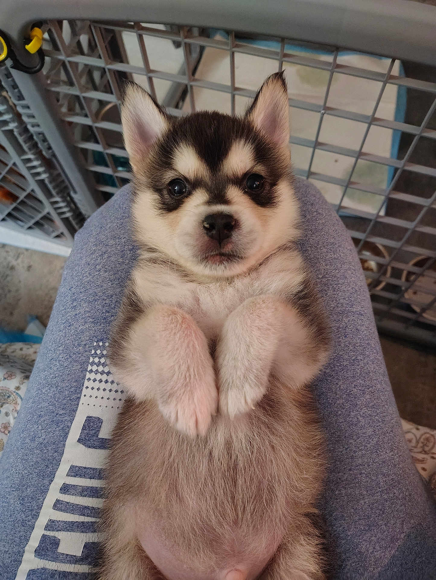 Loki is registered to the contest to win money with this photo: puppy, dog, husky, pet, fur, paws, face, eyes, ears, belly, cute, closeup, portrait, human_lap, fabric, crate, indoors, snout, soft_fur, tiny_paws