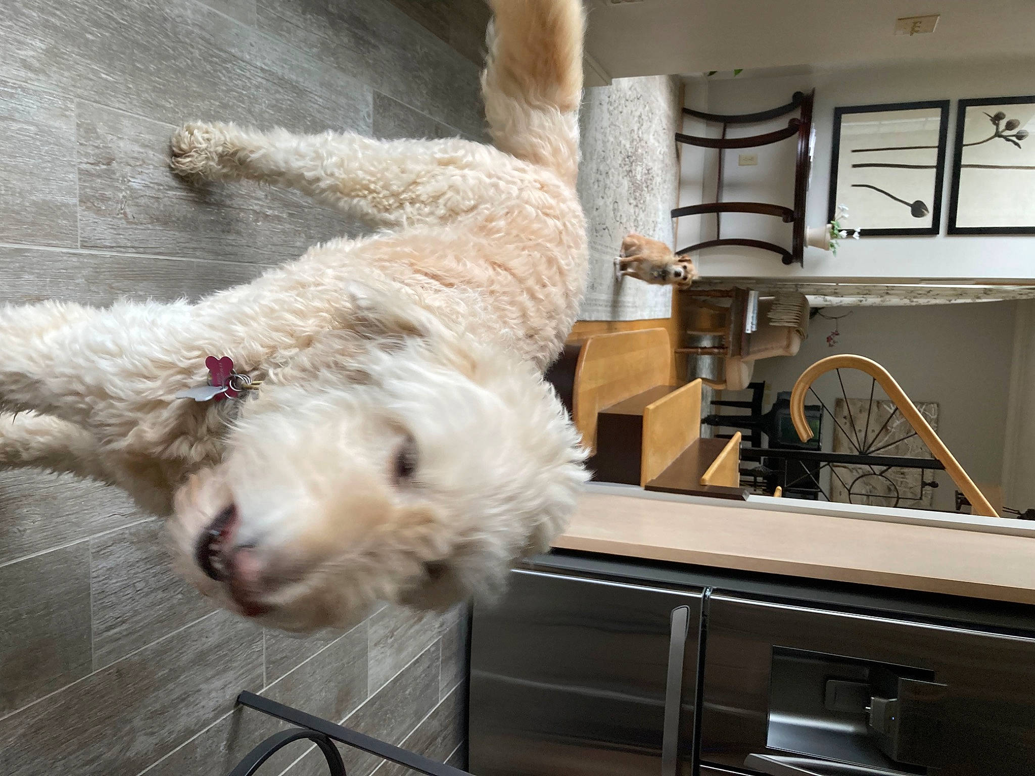Lady is registered to the contest to win money with this photo: cabinetry, carnivore, companion_dog, cooking, countertop, dog, dog_breed, drawer, fawn, goats, hardwood, kitchen, kitchen_appliance, livestock, machine, sheep, snout, tail, wood, working_animal