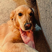Daisy joined the competition — help win amazing prizes! golden_retriever, dog, pet, carpet, hand, couch, indoor, fur, animal, mammal, canine, resting, close_up, face, friendly, companion, domestic, cute, relaxed, cozy