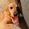 golden_retriever, dog, pet, carpet, hand, couch, indoor, fur, animal, mammal, canine, resting, close_up, face, friendly, companion, domestic, cute, relaxed, cozy
