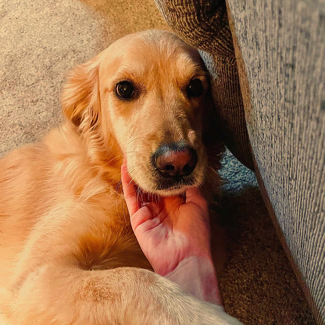 Daisy joined the competition — help win amazing prizes! golden_retriever, dog, pet, carpet, hand, couch, indoor, fur, animal, mammal, canine, resting, close_up, face, friendly, companion, domestic, cute, relaxed, cozy