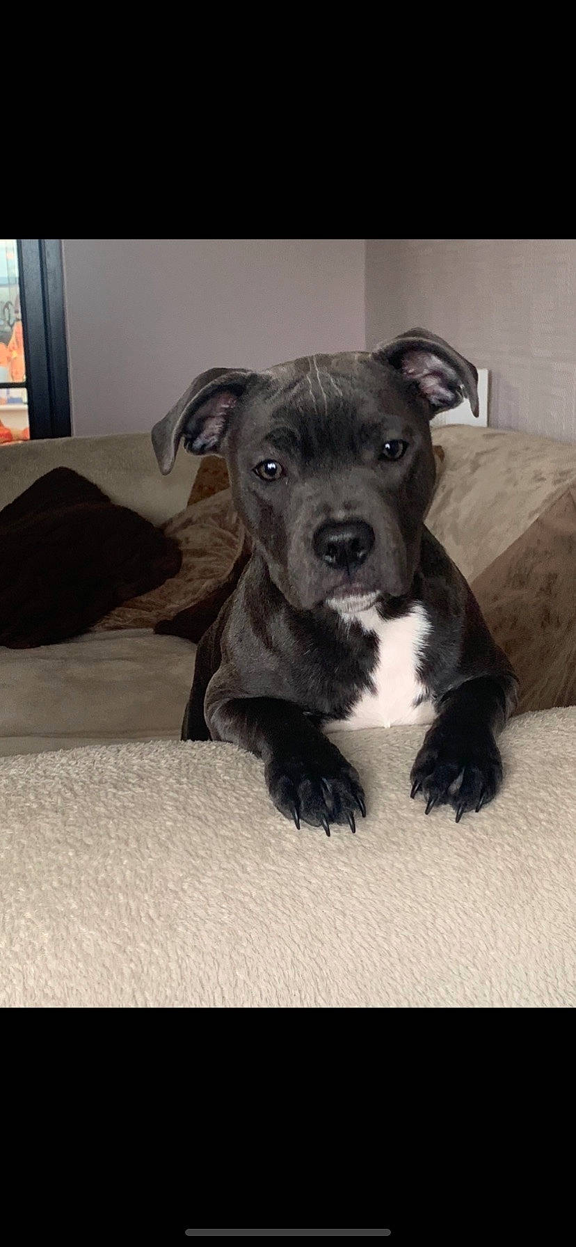 Bambam is registered to the contest to win money with this photo: borador, carnivore, comfort, companion_dog, couch, dog, dog_breed, fur, guard_dog, linens, picture_frame, sporting_group, terrestrial_animal, toy_dog, whiskers, working_animal, working_dog