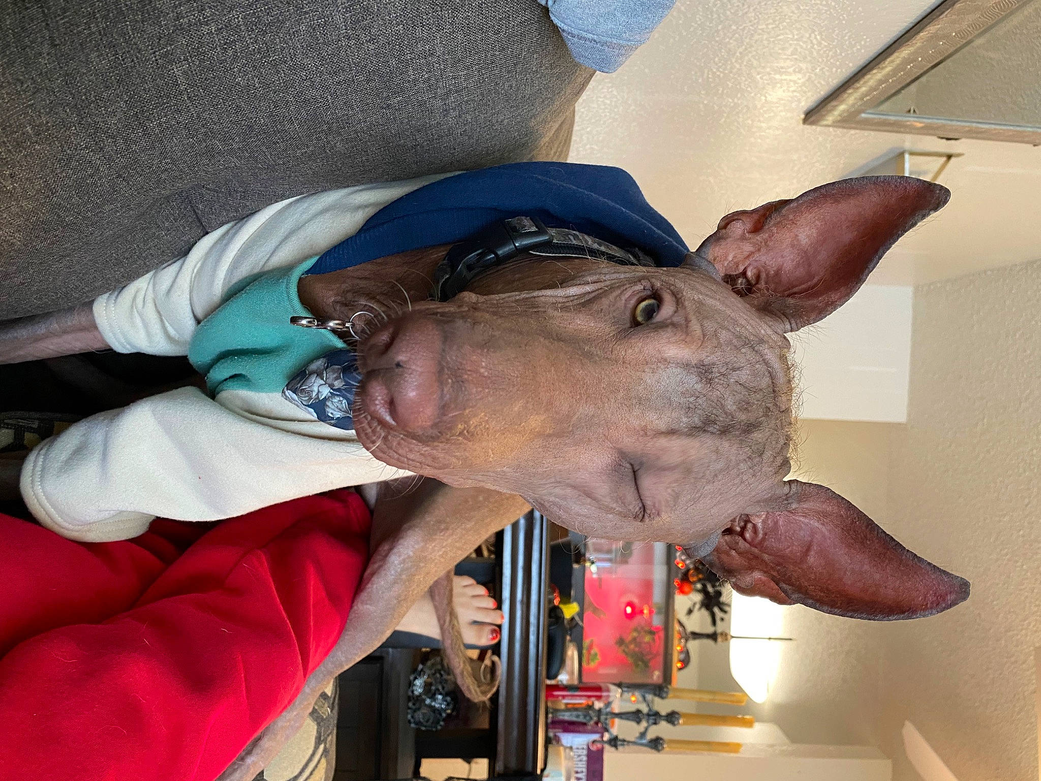 Osiris joined the competition — help win amazing prizes! carmine, costume, costume_hat, ear, fashion_accessory, fur, hat, headgear, jaw, liver, personal_protective_equipment, snout, working_animal, wrinkle