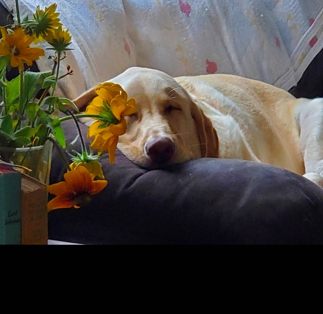 Brody joined the competition — help win amazing prizes! annual_plant, canidae, carnivore, comfort, companion_dog, couch, dog, dog_breed, dog_supply, flower, herb, herbaceous_plant, paw, petal, plant, scent_hound, snout, sporting_group, sunflower, working_animal